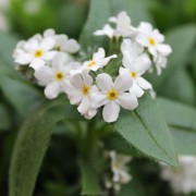 Vergissmeinnicht White (Samen)