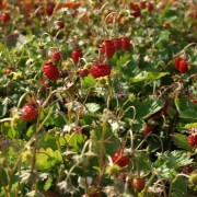 Walderdbeere (Samen)