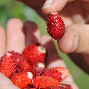 Walderdbeere Kyriel (Pflanze)