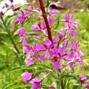 Weidenröschen schmalblättrig