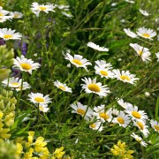 Wiesenmargerite (Samen)