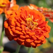 Zinnie Oriole (Samen)