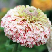 Zinnie Candy Stripe Mix (Samen)