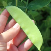 Zuckererbse Bajka (Samen)