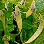 Zuckererbse Golden Sweet