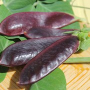 Zuckererbse Shiraz (Samen)