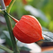 Zwerg-Lampionblume (Samen)