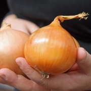 Gemüse Zwiebel Lang Rot Florence Mindestens 200 Samen